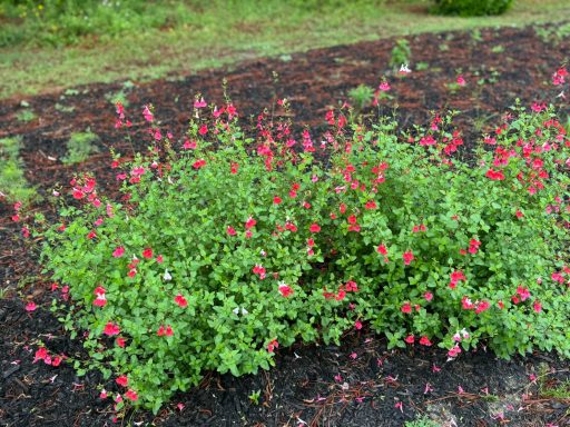 Hot Lips salvia