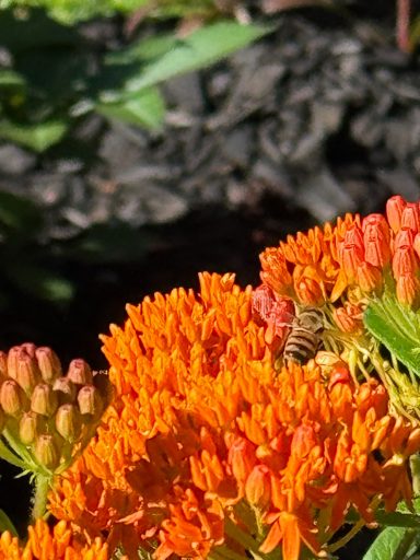 butterfly weed