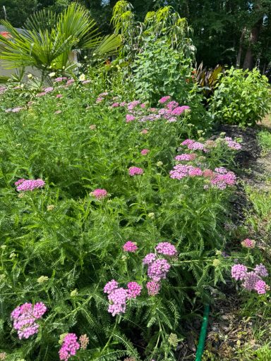 Purple yarrow